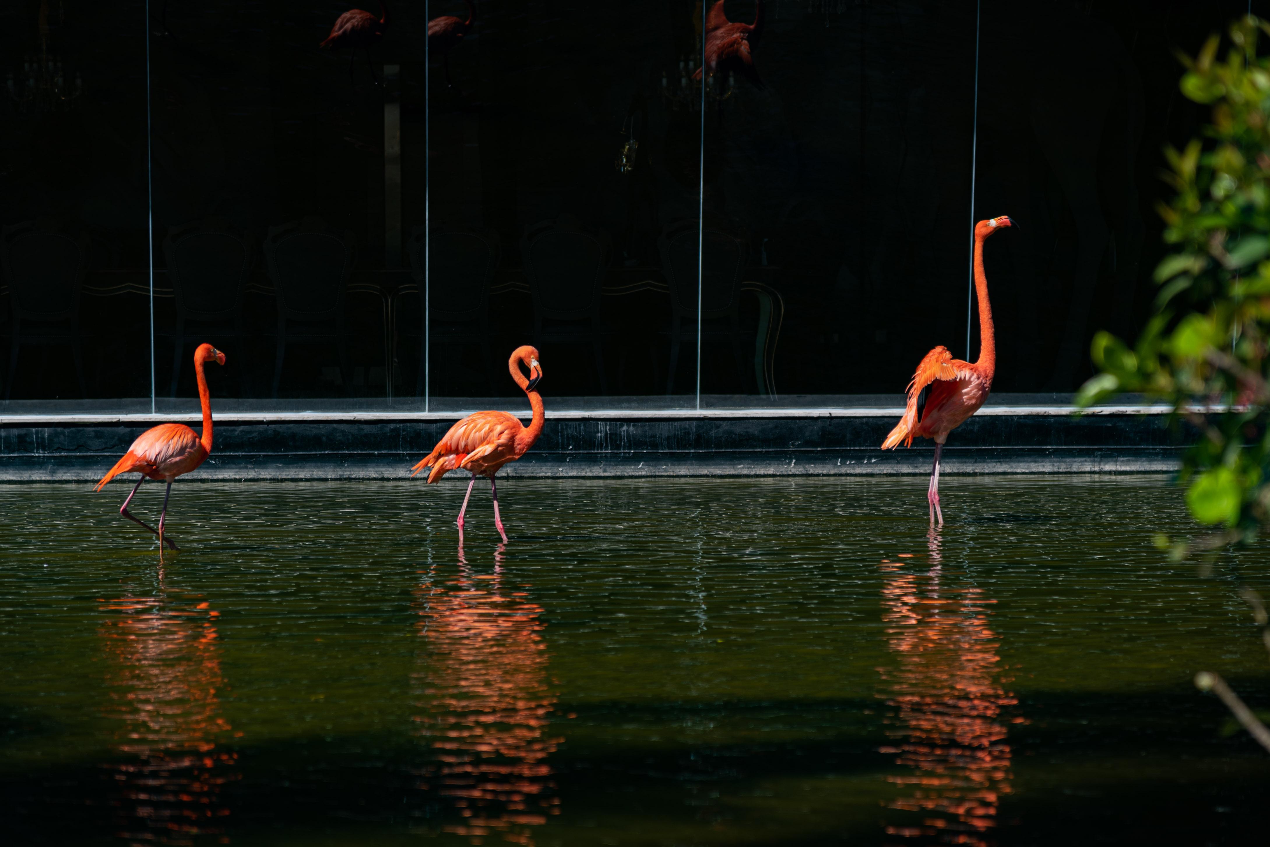 Grand Bavaro Princess All Suites Resort, Spa&Casino Esterno foto Flamingoes at the zoo